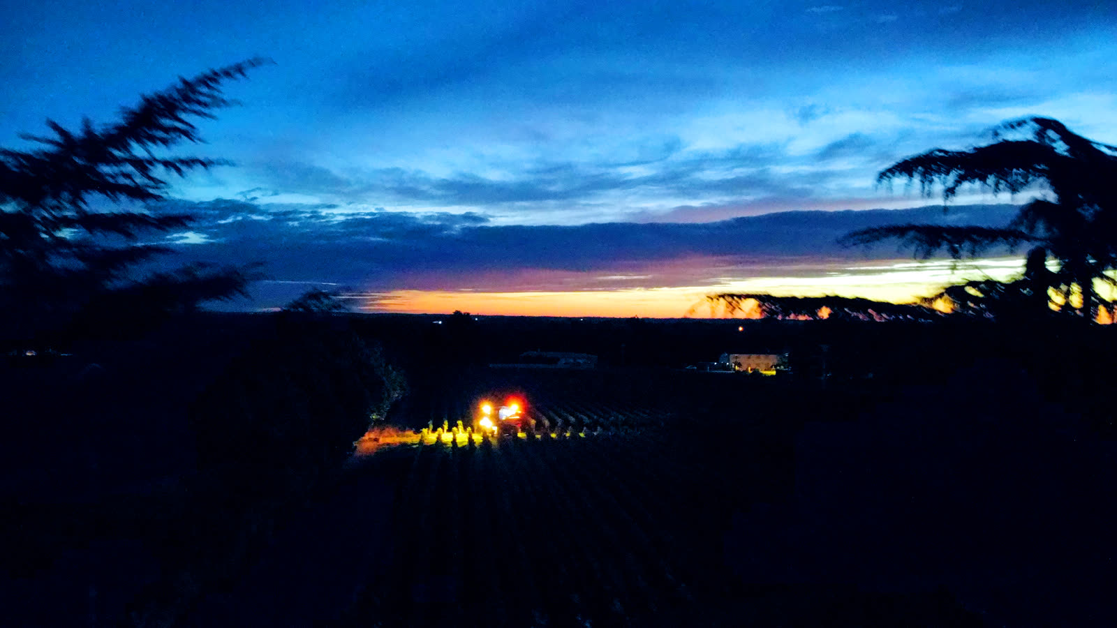 Machine à vendanger dans les vignes avant l'aube, lumière rasante