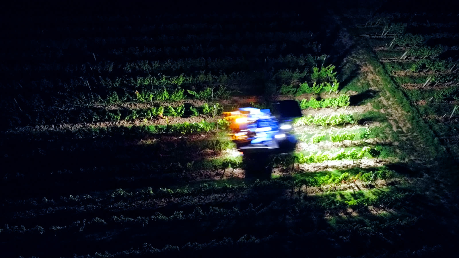 Rangs de vigne éclairés par les phares de la machine